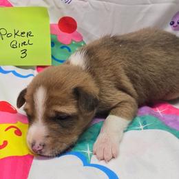 P girl 3 - Red and white female Basenji puppy in Caldwell, Texas from Candyce Witte