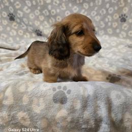 Dopey 2,800 - Red male Dachshund puppy in Tonopah, Arizona from Desert Diamond Dachshunds