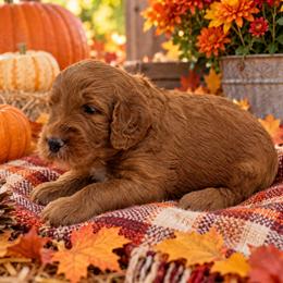 Charlie Brown - Red  male Goldendoodle puppy in Casselberry, Florida from My Little Doodle
