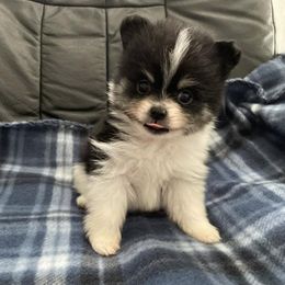 Pomeranians from Ashlyn’s Pomeranians