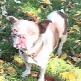 Candy - Boston Terrier