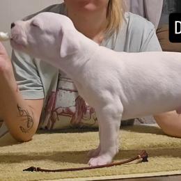 Doc - White male Dogo Argentino puppy in Bear River City, Utah from Valkka Kennels