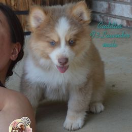 Cuddles - Lavender Pomsky puppy in Claremore, Oklahoma from T-Town Acres