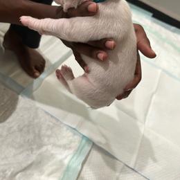 Boy 6 - light blue - White male Boxer puppy in Nashville, Tennessee from Best Friends
