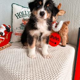 Australian Shepherd Puppies from JS Aussies