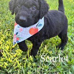 Goldendoodle Puppies from Muddy Acre Pups