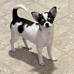 Chihuahua puppies from Blissful’s Chihuahuas