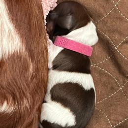 Lady Bug - Piebald female Dachshund puppy in Austin, Texas from Glorious Minis