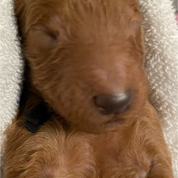 Boy 1 - Red  male Poodle puppy in Clatskanie, Oregon from Columbia River Sunset Poodles