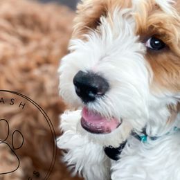 Cavapoos and Goldendoodles from Dot & Dash Doodles