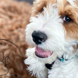Cavapoos and Goldendoodles from Dot & Dash Doodles