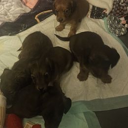 Dachshund Puppies from Pearson Federico