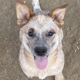 Girl 1 - Red speckled Australian Cattle Dog puppy in Menifee, California from CLS Australian Cattle Dogs