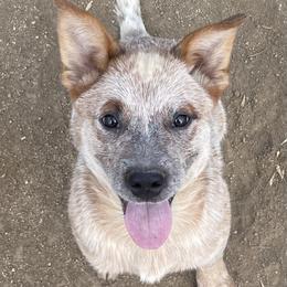 Girl 1 - Red speckled Australian Cattle Dog puppy in Menifee, California from CLS Australian Cattle Dogs