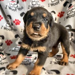 Pepe - Black and mahogany male Rottweiler puppy in Hillsville, Pennsylvania from German Select Rottweilers