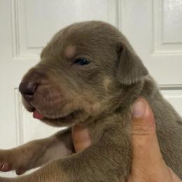 Myrtle Wilson - Silver female Great Dane puppy in Florida from Beachside Kennels