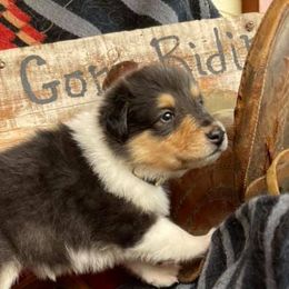 Collies from Ivybar kennels