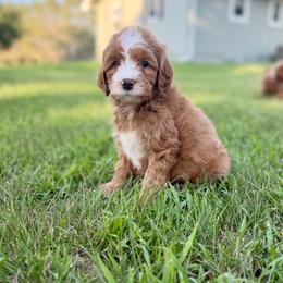 Bacon - Red male Cavapoo puppy in Beresford, South Dakota from DAKOTA DOOD RANCH