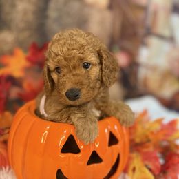 Spice, Light Pink Collar - Red  female Goldendoodle puppy in Lake Panasoffkee, Florida from Donnas Deluxe Doodles LLC