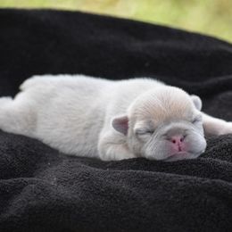 French Bulldog Puppies from ImAgem Frenchies