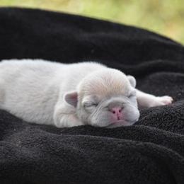 French Bulldog Puppies from ImAgem Frenchies