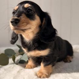 Black and Cream - Black and cream female Dachshund puppy in Nampa, Idaho from Long_and_Low_Dachshunds
