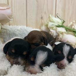 Dachshund Puppies from Pine & Pasture Dachshunds