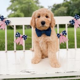 Bandit - Apricot male Goldendoodle puppy in Ooltewah, Tennessee from Allison Family Doodles