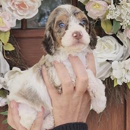 Victoria - Chocolate female Cavapoo puppy in Dothan, Alabama from Farquharson's Poodles&Doodles