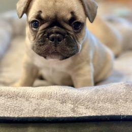 French Bulldog Puppies from All About The French