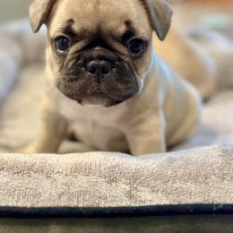 French Bulldog Puppies from All About The French