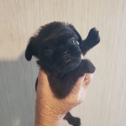 Charlie - Black and tan male Brussels Griffon puppy in Nc, Florida from Brusseluv2