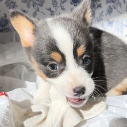 Justin - Pembroke Welsh Corgi puppy from Corgi Farms