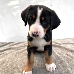 Black - Black, white and red male Greater Swiss Mountain Dog puppy in Pasadena, California from Park Place Swissys