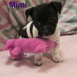 Mimi - White and black female Teddy Roosevelt Terrier puppy in Milaca, Minnesota from Bright Lake Terriers