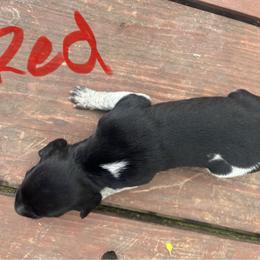 Boy 2 - Black roan male German Shorthaired Pointer puppy in Fremont, Nebraska from Weiland GSP's
