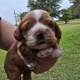 Bailey - Red male Cocker Spaniel puppy in Florence, South Carolina from Reddick's American Cocker Spaniels