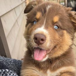 Sergio FIFA - Red tri-color male Australian Shepherd puppy in Solon, Maine from Mountain Range Australian Shepherds