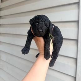 Luigi - Green Band - Black male Poodle puppy in Plainfield, New Jersey from Caris Paws Poodles and Labradoodles