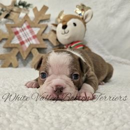 Pudding - Red female Boston Terrier puppy in Mulberry, Arkansas from White Valley Boston Terriers