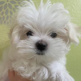 Maltese from Alina's Maltese