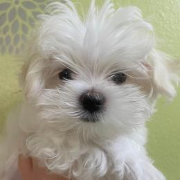 Maltese from Alina's Maltese