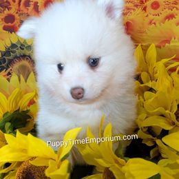 Tinsel - 2000 - Silver and white male Pomsky puppy in Spring Hill, Florida from www.PuppyTimeEmporium.com