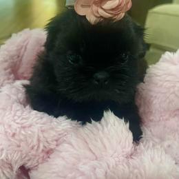 Cavapoo and Shihpoo Puppies from Haus of Doodles
