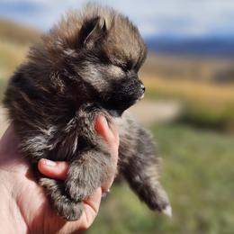 Sammie - Black and tan parti female Pomeranian puppy in Granby, Colorado from Grand Poms
