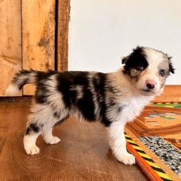 Esther - Blue merle female Border Collie puppy in Franklin, Maine from Broad Meadow Borders