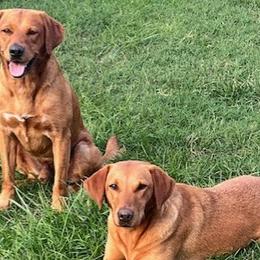 English Cocker Spaniels and Labrador Retrievers from Belews Creek Gundogs