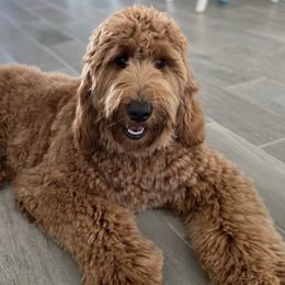Goldendoodles from A Goldendoodle Named Honey