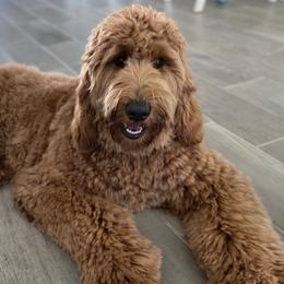 Goldendoodles from A Goldendoodle Named Honey