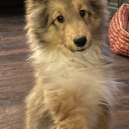 Shetland Sheepdog Puppies from Syringa